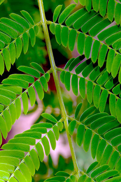 ブッシュの若い緑の枝の質感、背景 - 写真・画像