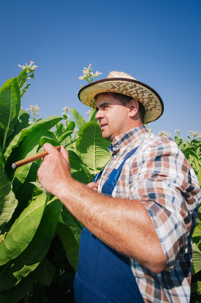Farmer on the tobacco field - Фото, изображение