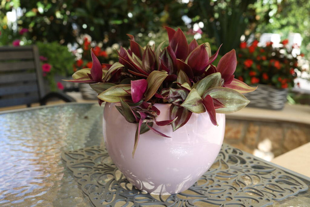 Dekorativní květina v keramickém hrnci stojí na stole. - Fotografie, Obrázek
