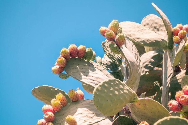 Prickly pear cactus or opuntia ficus indica o fico d'India, growing in Calabria - 写真・画像