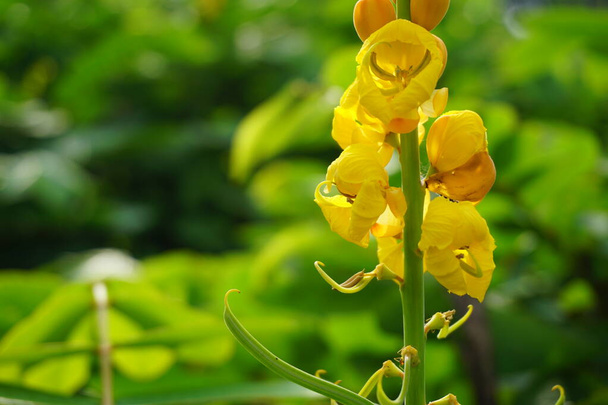 Senna alata (Senna alata, Caesalpinioideae, emperor's candlesticks). Use for treating ringworm and other fungal infections of the skin - Photo, Image