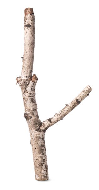 Zweig einer Birke isoliert - Foto, Bild