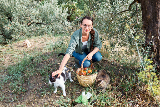 Femme en bottes en caoutchouc avec un panier rempli de kaki mûrs près de l'olivier dans son jardin joue avec ses chats. Travailler dans le jardin comme passe-temps dans la nouvelle normalité. Récolte. Tomber. Jardin sinergique. - Photo, image