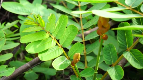 Senna alata (Senna alata, Caesalpinioideae, emperor's candlesticks). Use for treating ringworm and other fungal infections of the skin - Footage, Video