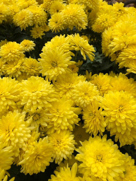 piękne żółte chryzantemy w ogrodzie - Zdjęcie, obraz