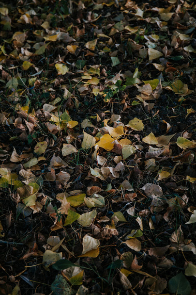 A vertical shot of autumnal leaves fallen on the ground - Φωτογραφία, εικόνα