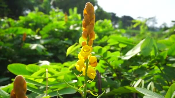 Senna alata (Senna alata, Caesalpinioideae, emperor's candlesticks). Use for treating ringworm and other fungal infections of the skin - Footage, Video