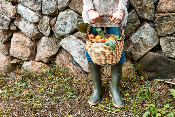 Woman in sweater and rubber boots holds the basket full of ripe persimmon near stone wall in mediterranean garden. Working in the garden as a hobby in the new normal. Harvest. Fall. Sinergic garden. - Фото, зображення
