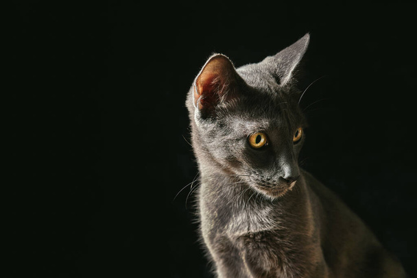 A portrait of a graceful gray cat staring into the distance with a curious look on a black background - Fotoğraf, Görsel