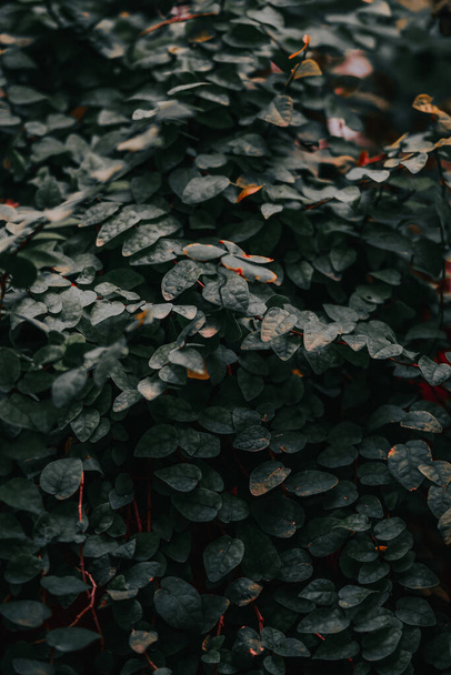 A closeup of a climbing fig shrub with lush foliage - 写真・画像