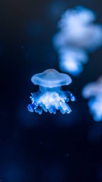 A vertical shot of colorful vibrant medusas in an aquarium - Foto, Imagen
