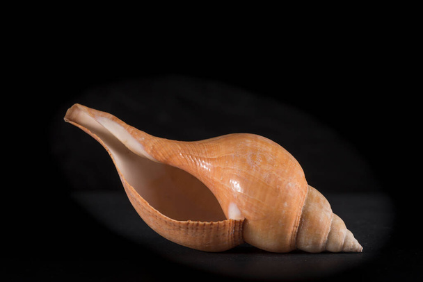 portrait of a snail or marine conch shell placed on black background - Photo, Image