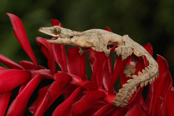 A Kuhl's flying gecko resting. This reptile has the scientific name Ptychozoon kuhli.  - Photo, Image