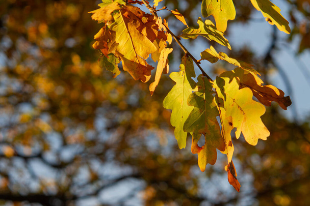 Ramo di quercia con foglie in tempo soleggiato - Foto, immagini