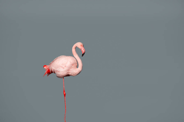Yksinäinen Afrikkalainen vaaleanpunainen flamingo sinisellä taustalla - Valokuva, kuva