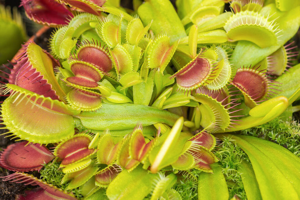Venus flytrap (Dionaea Muscipula) ja sen pyyntimekanismi. Amerikkalainen kukinta kasvi lihansyöjä ruokailutottumukset - Valokuva, kuva