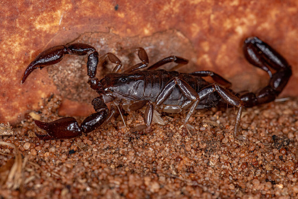 Escorpión negro adulto del género Bothriurus - Foto, Imagen