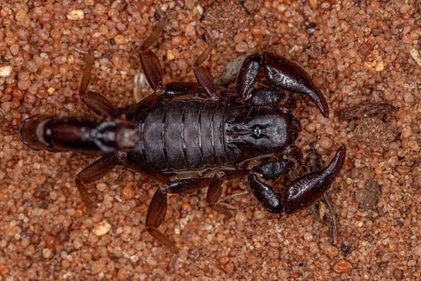 Adult Black Scorpion of the Genus Bothriurus - Photo, Image