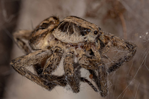 Dead Adult Wolf Spider of the Family Lycosidae - Photo, Image