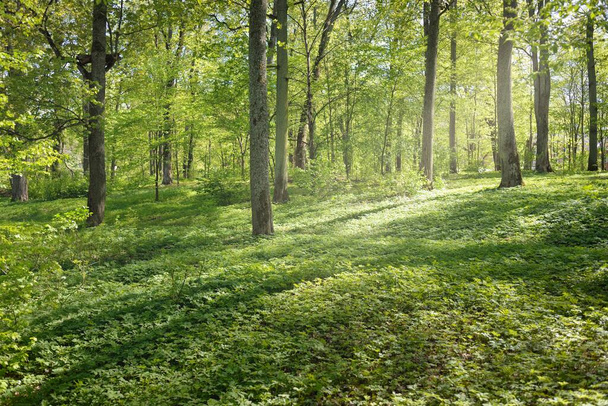 Caminho (beco) através do parque florestal verde em um dia claro. Luz solar suave, raios de sol, sombras. Primavera, Verão a começar na Europa. Natureza, meio ambiente, ecologia, ecoturismo, caminhadas, caminhadas, exploração - Foto, Imagem