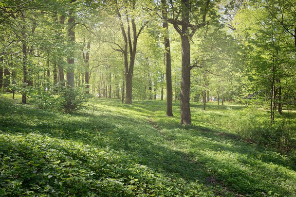 Açık bir günde Yeşil Orman Parkı 'ndan geçen patika. Yumuşak güneş ışığı, güneş ışığı, gölgeler. İlkbahar, yaz Avrupa 'da başlıyor. Doğa, çevre, ekoloji, eko-turizm, yürüyüş, yürüyüş, keşif - Fotoğraf, Görsel