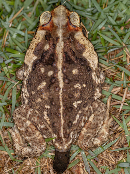 Взрослая жаба Куруру вида Rhinella diptycha испражняется - Фото, изображение