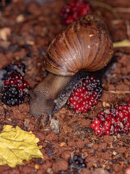 African Giant Snail of the species Lissachatina fulica - Photo, Image