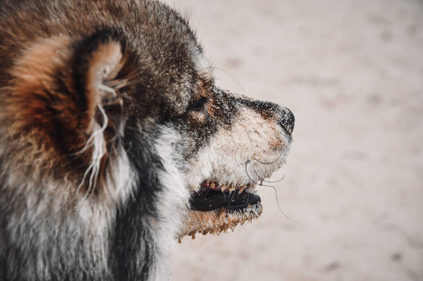 Retrato de um jovem cão Lapphund finlandês ao ar livre na natureza - Foto, Imagem