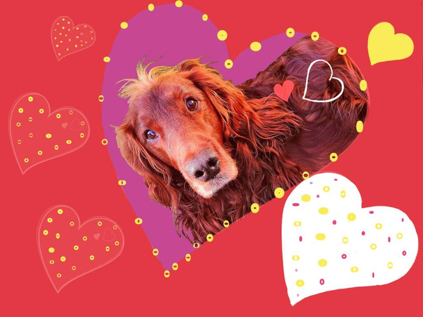 Valentijnsdag met een schattige hond. Portret van een liefhebbende Ierse setter in een roze versierd hart op een oranje-rode achtergrond met hartjes.  - Foto, afbeelding