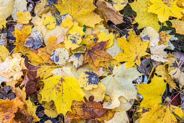 De grond is bedekt met geel gevallen bladeren in het herfstbos. Achtergrondbeeld - Foto, afbeelding