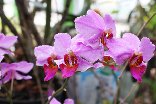некоторые пурпурные орхидеи цветут в саду - Фото, изображение