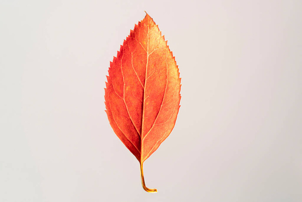 Primer plano de una hoja roja de otoño sobre un fondo blanco - Foto, imagen