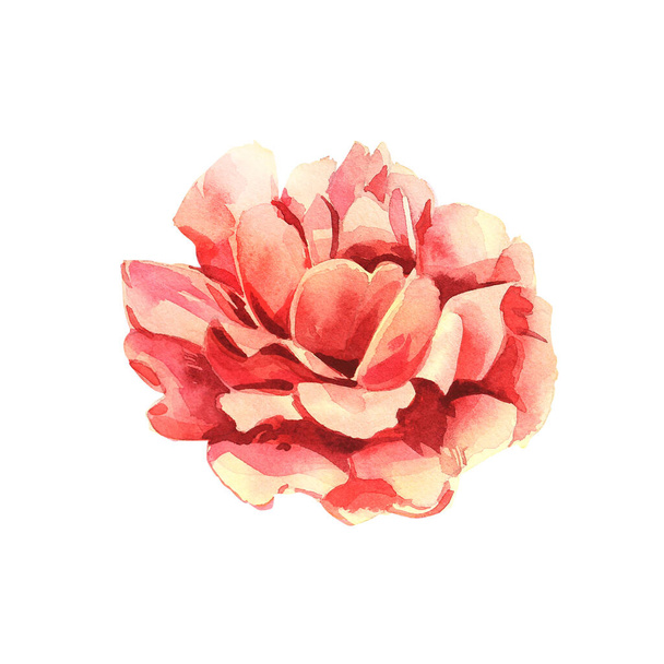 Roses. Watercolor illustration of a delicate pink rose. Botanical illustration - Photo, image