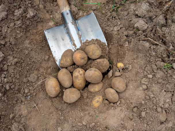 Close-up of a metal shovel and potato tubers lying on it covered with earth. Freshly harvested crop. Top view flat lay - Photo, Image