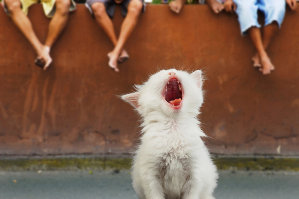 kedi korku - Fotoğraf, Görsel