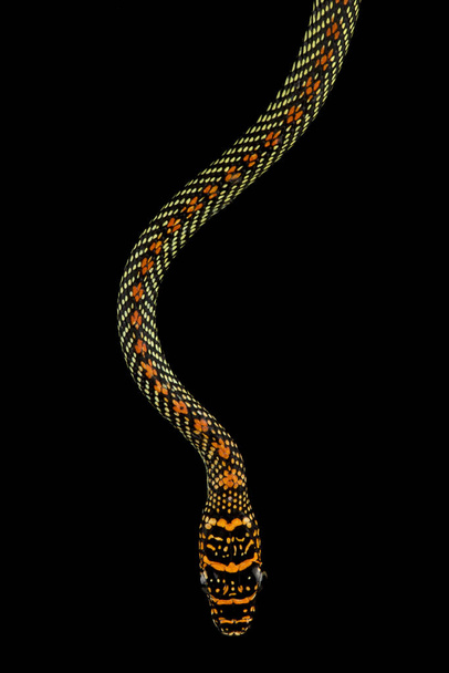Paradise tree snake (Chrysopelea paradisi) - 写真・画像