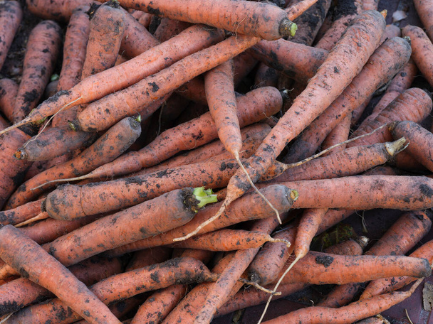 Organic freshly harvested carrots in a pile. Close up. - Photo, Image