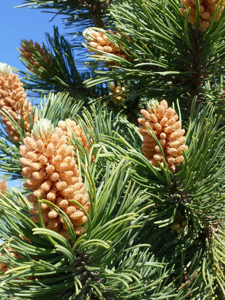 When touched, the pine in the picture sprays its pollen - Photo, Image