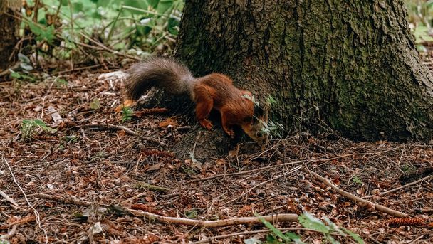 Red-haired wild squirrel in the park looking for and hiding nuts in the ground in autumn - Φωτογραφία, εικόνα