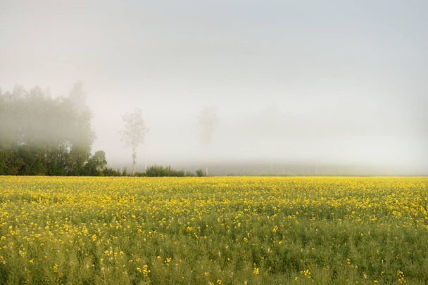Paisaje rural. Floreciente campo de colza amarilla y bosque en una niebla al amanecer. Agricultura, biotecnología, combustible, industria alimentaria, energía alternativa, medio ambiente, naturaleza - Foto, Imagen
