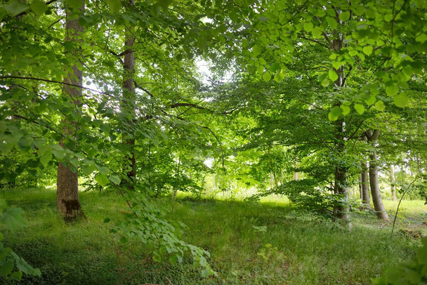 Panoramic view of a green deciduous forest park on a sunny day. Mighty trees, plants, moss. Soft sunlight. Atmospheric landscape. Nature, environment, ecology, ecotourism, nordic walking, exploring - Photo, Image