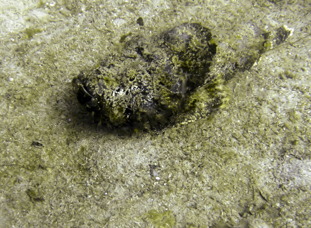Tasseled Scorpionfish (Scorpaenopsis Oxycephala) στο έδαφος στη θάλασσα filipino 31 Ιανουαρίου 2010 - Φωτογραφία, εικόνα