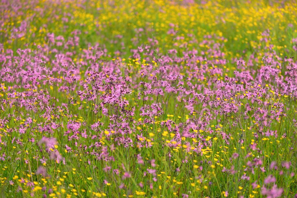 Virágzó rózsaszín virágok (Silene flos-cuculi vagy rongyos-robin) egy zöld mezőgazdasági területen. Természetes virágminta, textúra. Dísznövények, vadvirágok, kertészkedés, gazdaság, méztermelési témák - Fotó, kép