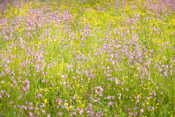 緑の農業地帯にピンク色の花(Silene flos-cuculiまたはragged-robin)を咲かせます。自然な花模様、質感。装飾植物、野の花、園芸、農場、蜂蜜生産のテーマ - 写真・画像