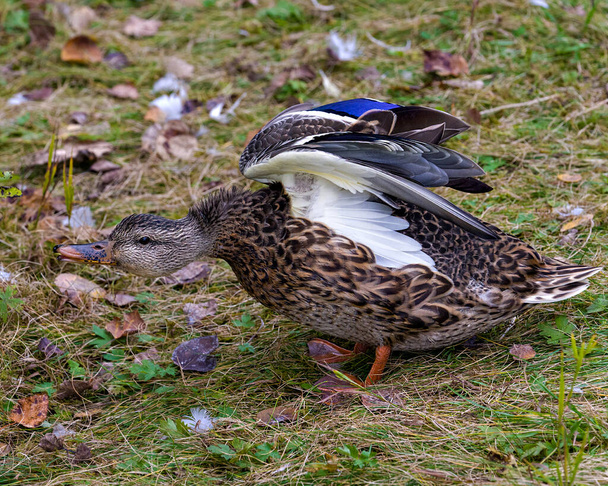 Kaczka krzyżówka ląduje na trawie z rozpostartymi skrzydłami i wydłużoną szyją w otoczeniu i środowisku. Duck Stock zdjęcie i obraz. - Zdjęcie, obraz