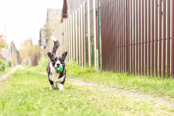 A small corgi dog runs with a toy. - Фото, изображение