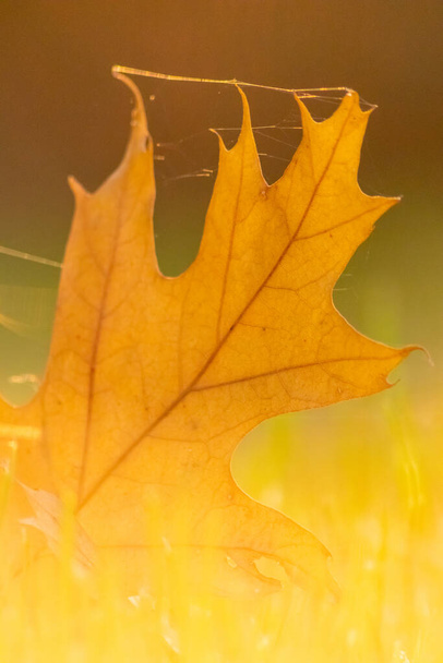 Las hojas coloridas en otoño y otoño brillan en la luz de fondo y muestran sus venas de hojas a la luz del sol con colores naranja, rojo y amarillo como hermoso lado de la naturaleza en la estación fría. - Foto, Imagen