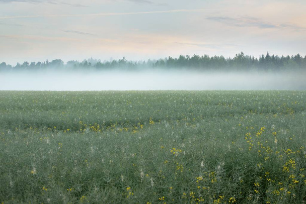 Green country field (forest meadow, lawn) in a fog at sunrise. Soft sunlight, golden hour. Idyllic rural scene. Panoramic landscape. Pure nature, ecology, environment, ecotourism - Photo, Image