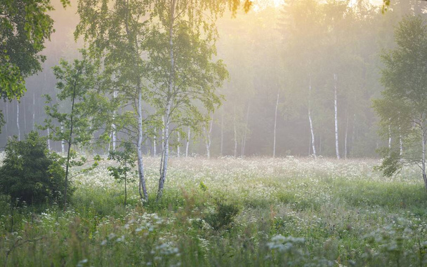 Brzozowy las we mgle o wschodzie słońca. Idylliczna letnia scena wiejska. Natura, ochrona środowiska, ekologia, ekoturystyka. Delikatne światło słoneczne, złota godzina - Zdjęcie, obraz