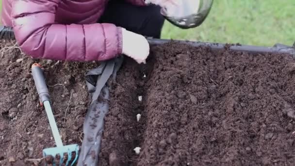 Close-up view of a woman burying garlic in a bed in a pallet collar. Sweden. - Footage, Video